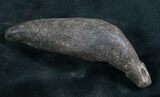 Fossil Sperm Whale Tooth - Georgia #7792-1